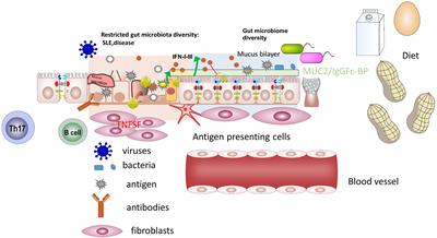 Editorial: Women in mucosal immunity